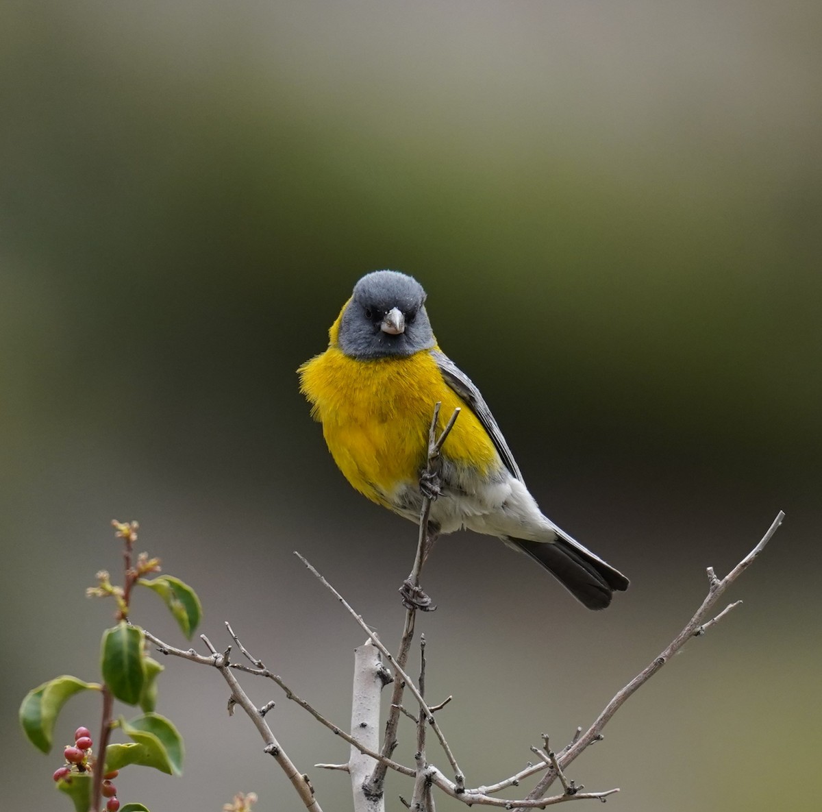 Gray-hooded Sierra Finch - ML611892127