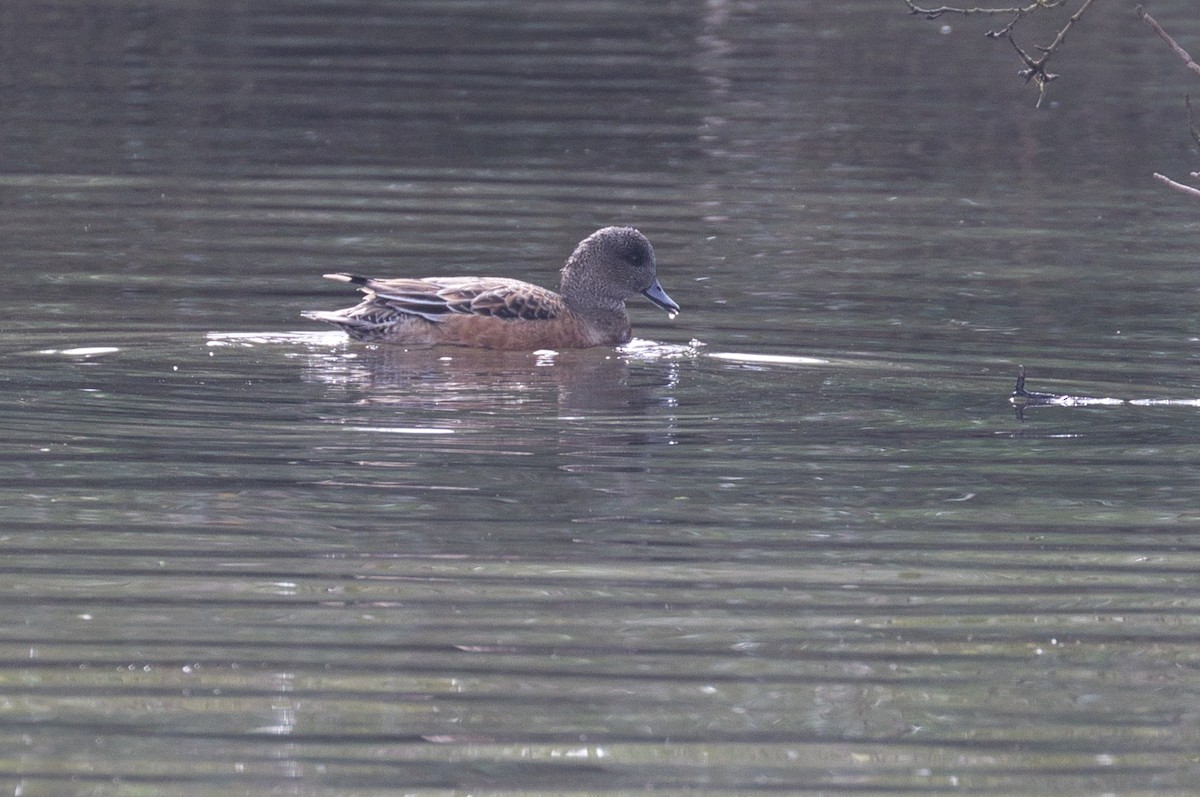 American Wigeon - ML611892138