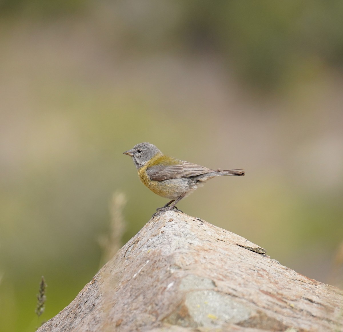 Gray-hooded Sierra Finch - ML611892141