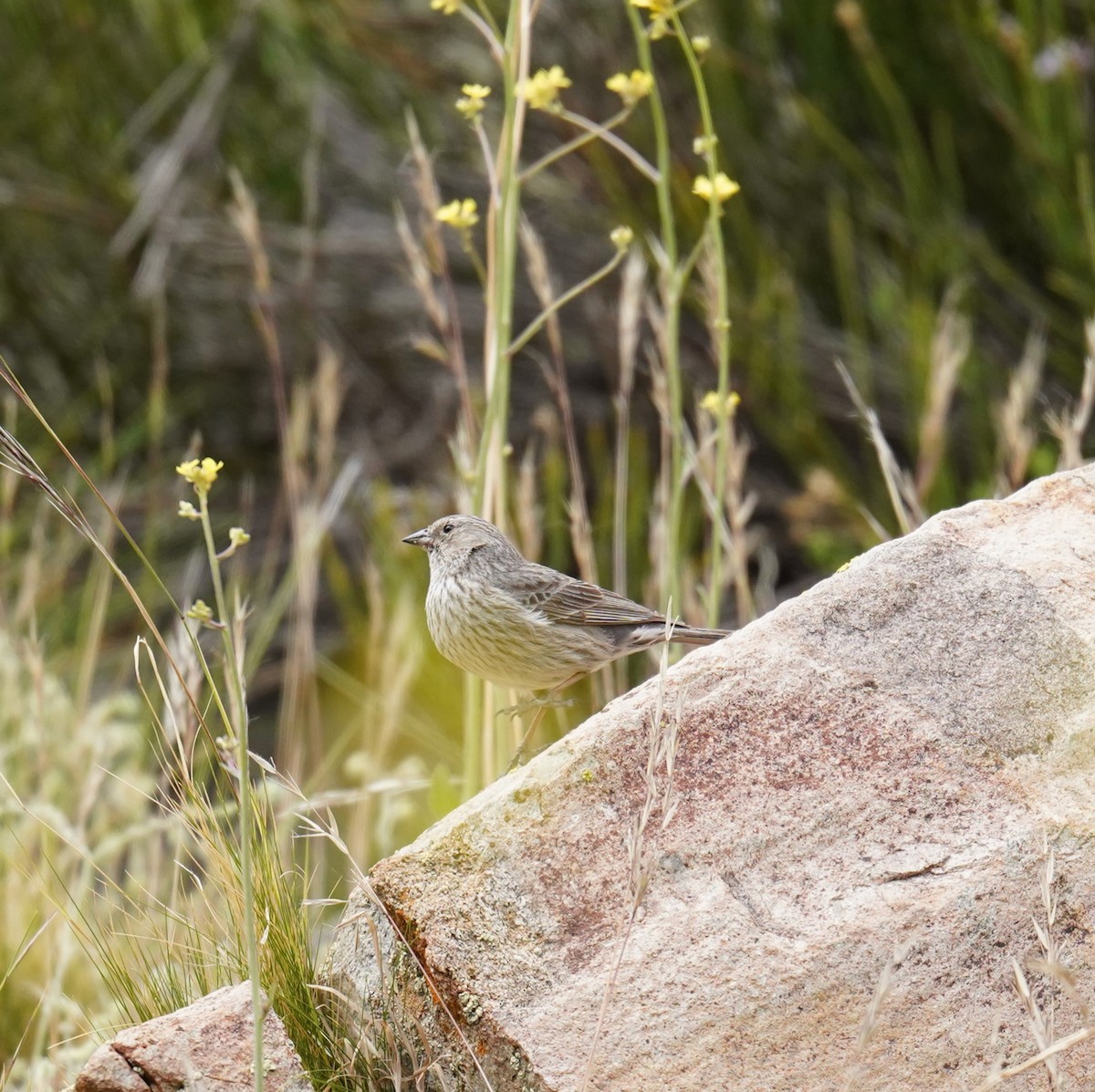 Plumbeous Sierra Finch - ML611892160