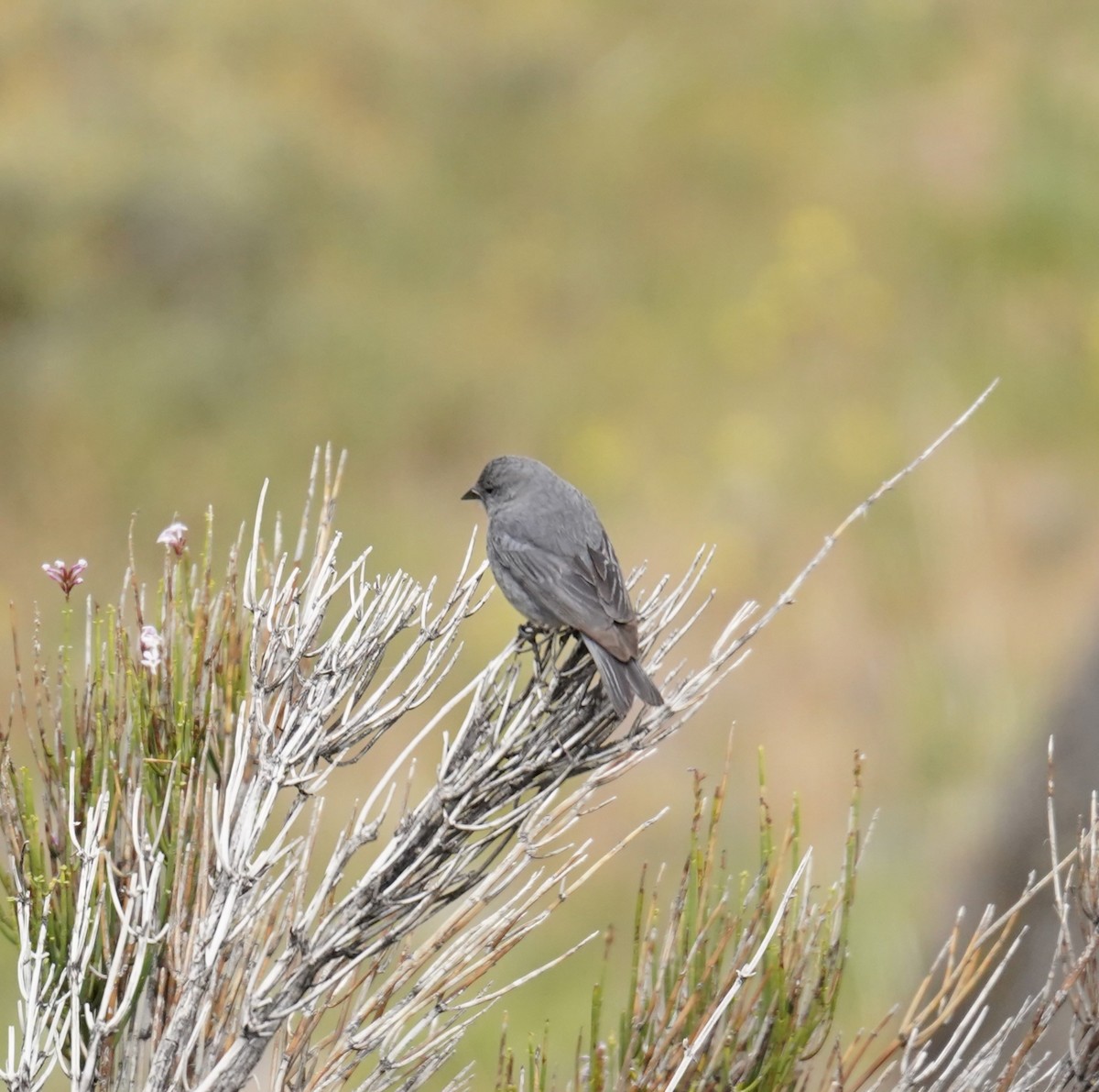 Plumbeous Sierra Finch - ML611892167