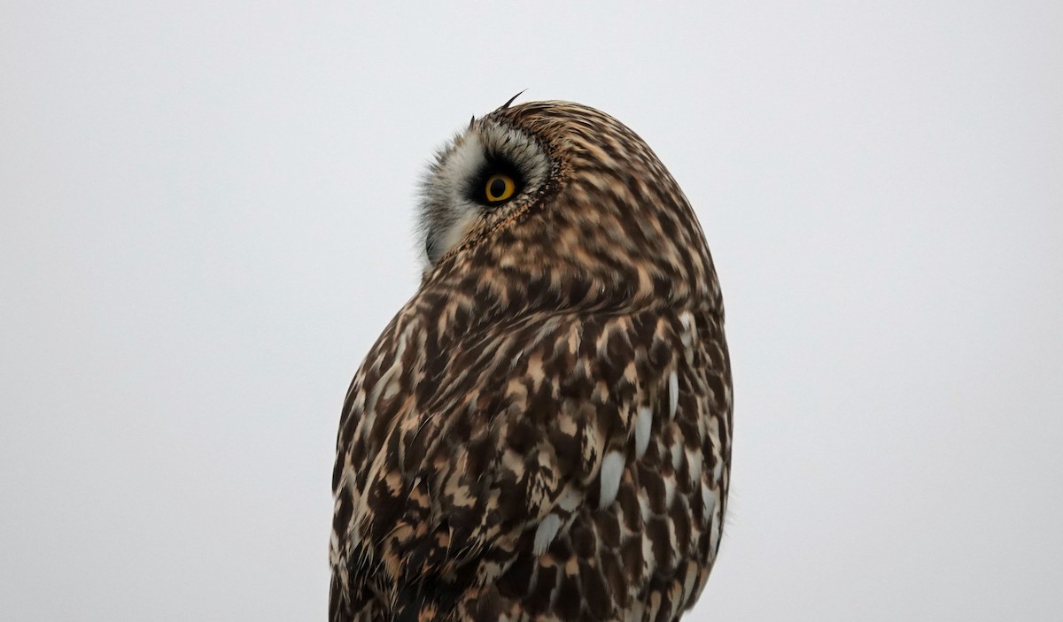 Short-eared Owl - ML611892212