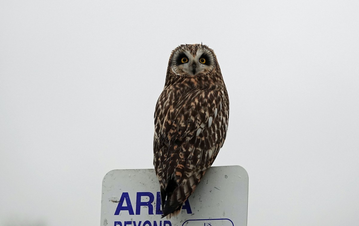 Short-eared Owl - ML611892226