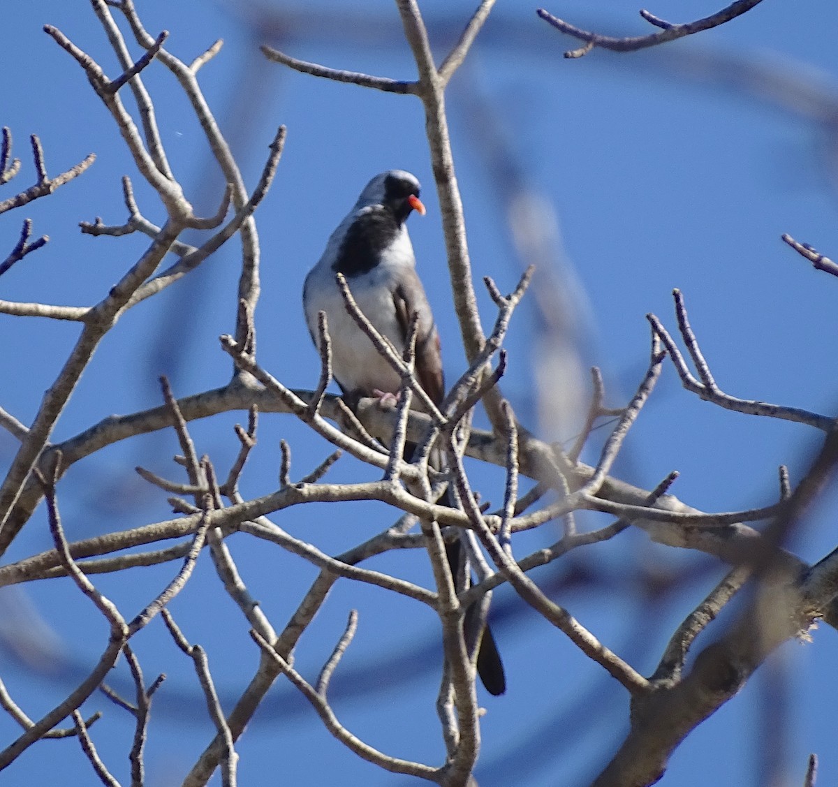 Namaqua Dove - ML611892241