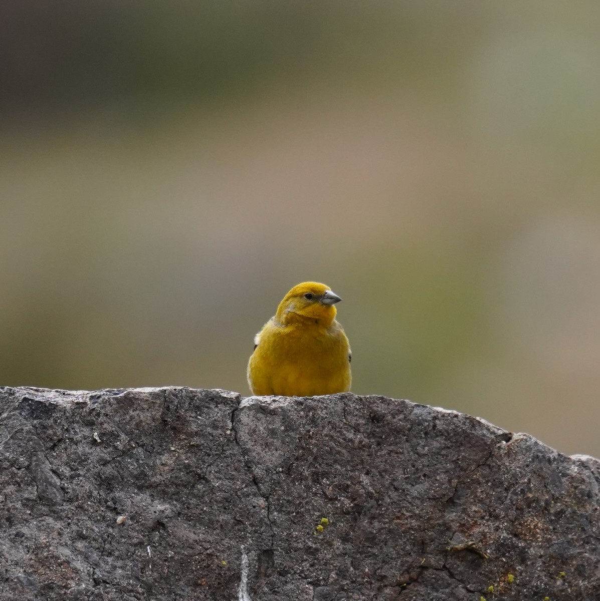 Greater Yellow-Finch - Olivares Barraza