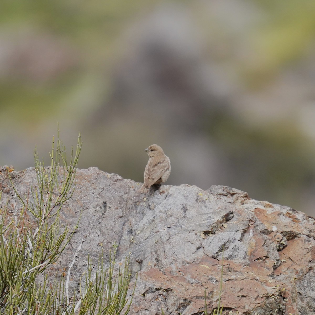 Greater Yellow-Finch - ML611892257