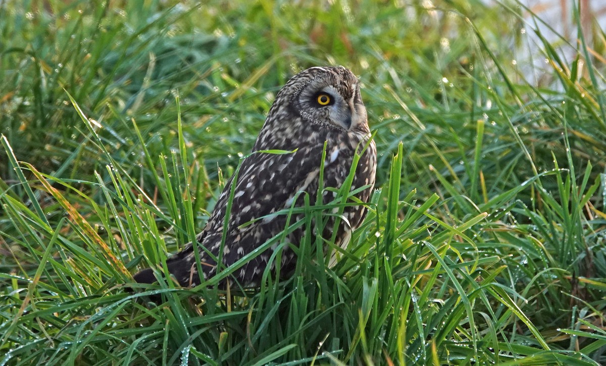 Short-eared Owl - ML611892265