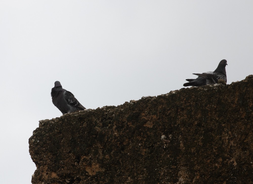 Rock Pigeon (Feral Pigeon) - ML611892303