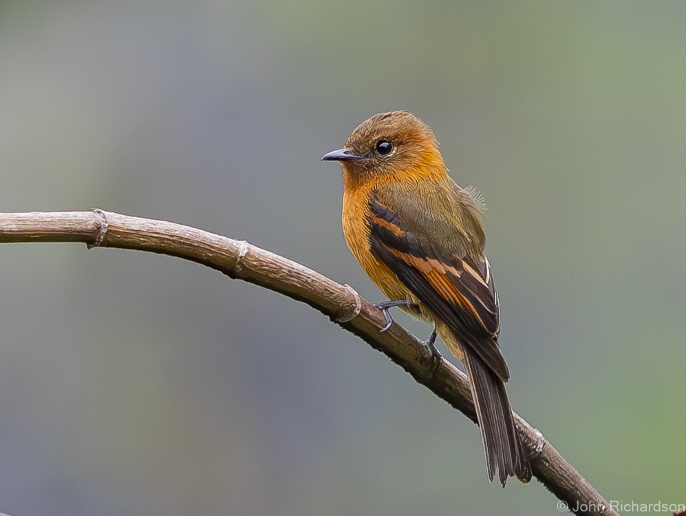 Cinnamon Flycatcher - ML611892331