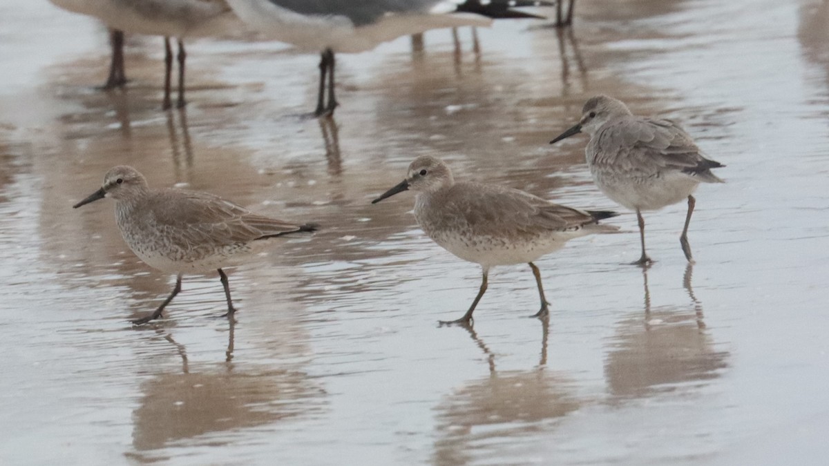 Red Knot - ML611892434