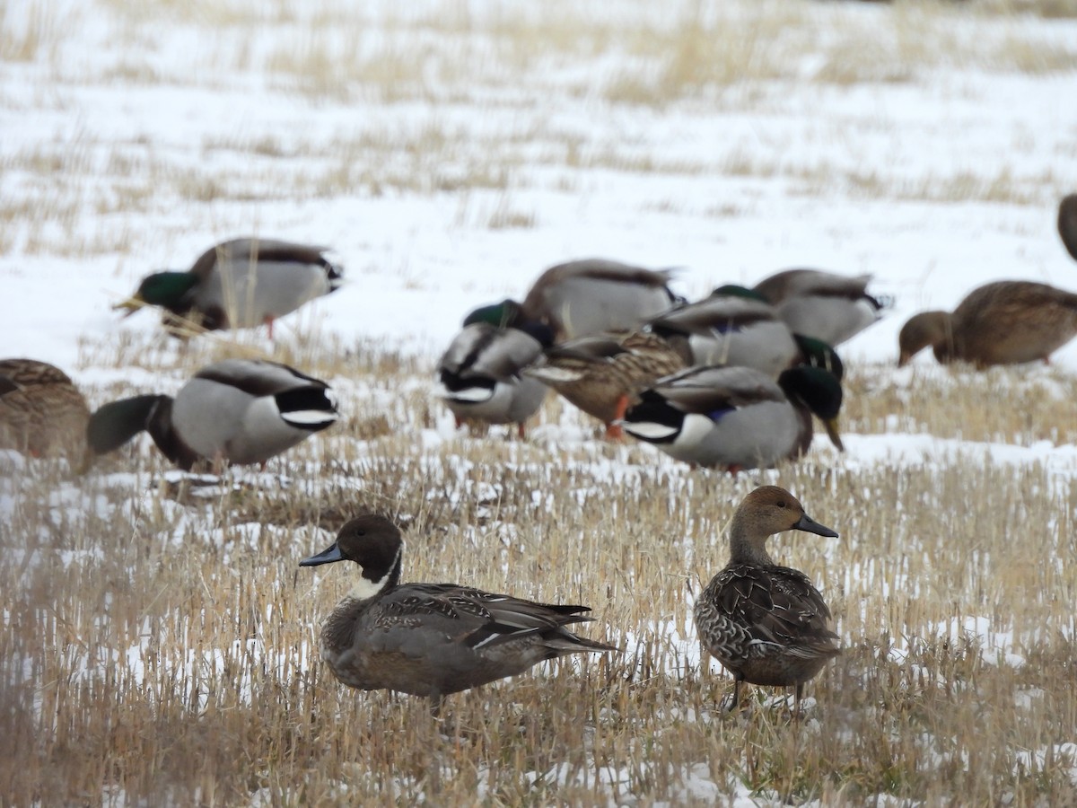 Northern Pintail - ML611892481