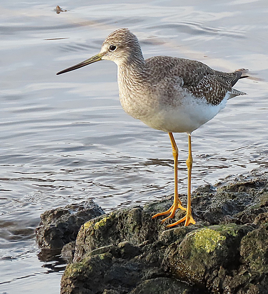 Greater Yellowlegs - ML611892497