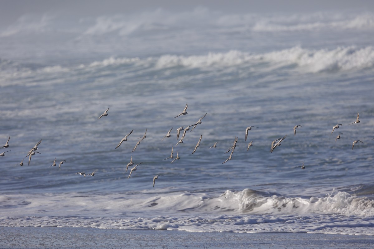 Snowy Plover - ML611892670