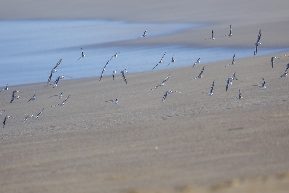 Snowy Plover - ML611892671