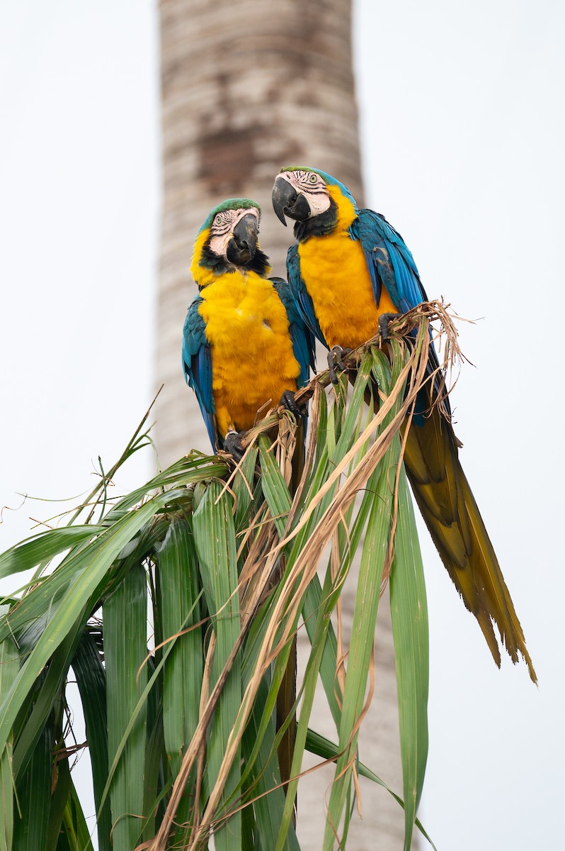 Blue-and-yellow Macaw - ML611892678