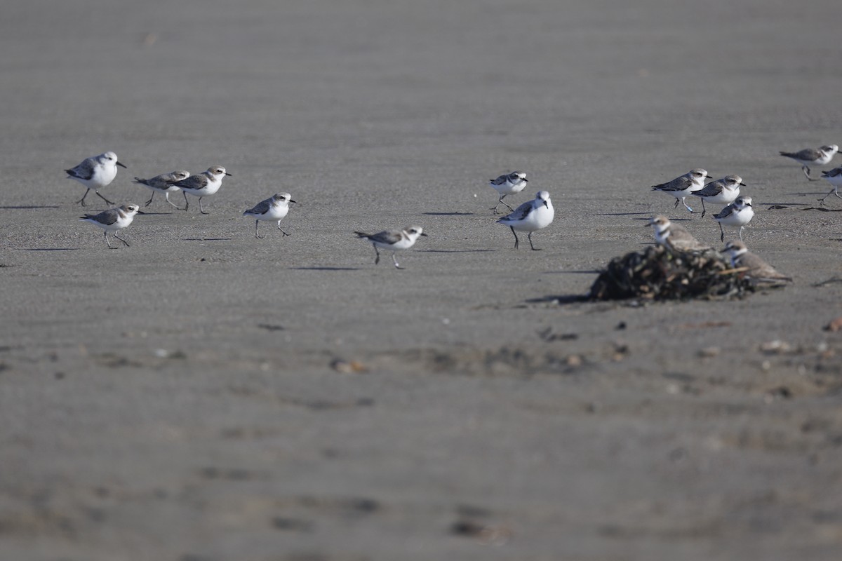 Snowy Plover - ML611892681