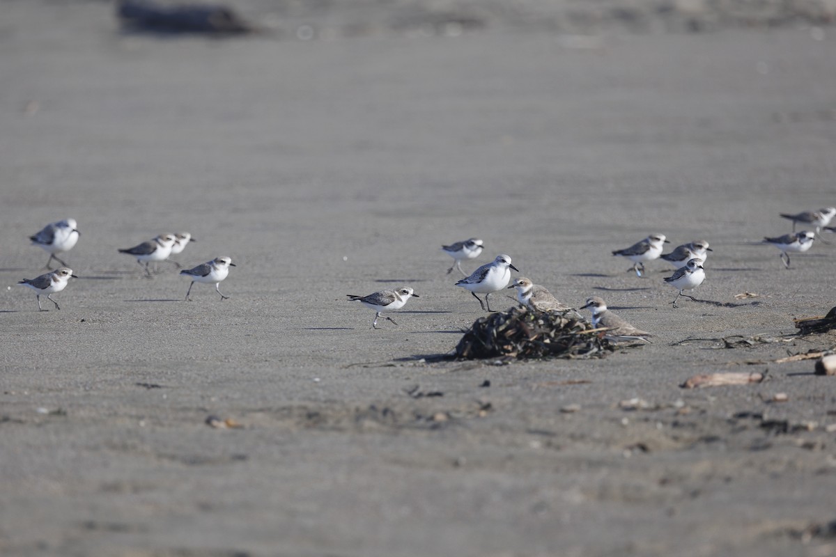 Snowy Plover - ML611892682