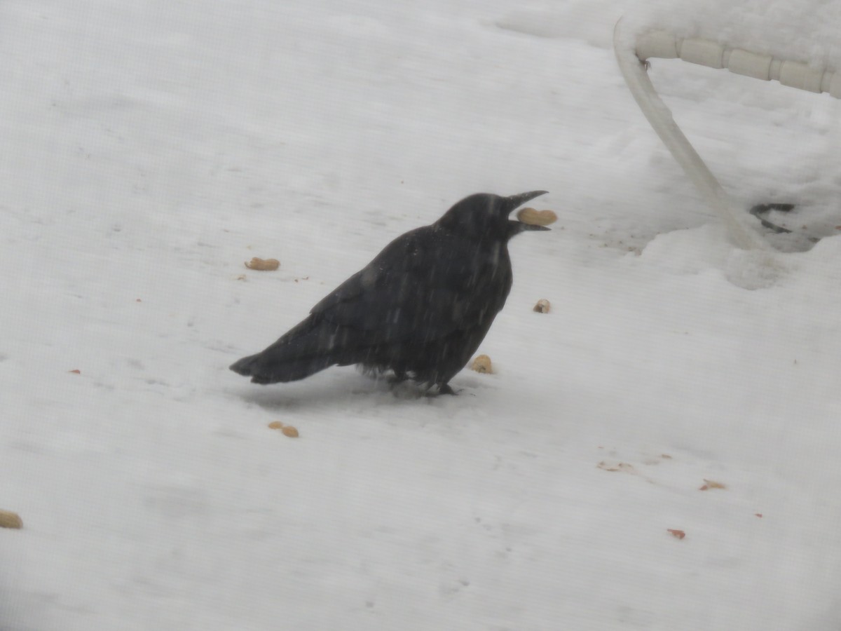 American Crow - Paula Hansley