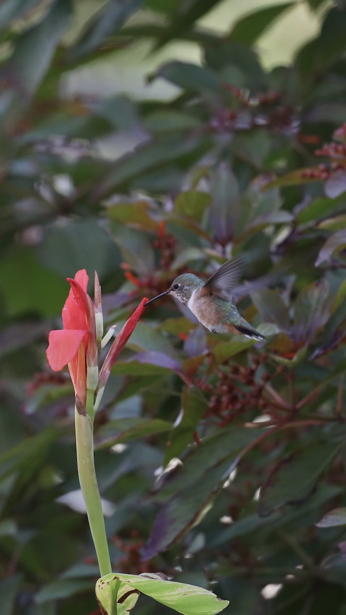 Colibrí Rufo - ML611892738