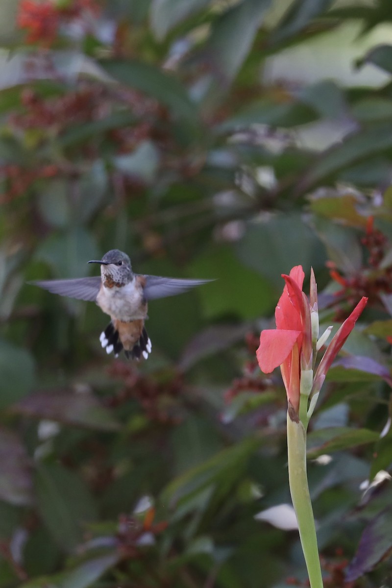 Rufous Hummingbird - ML611892739