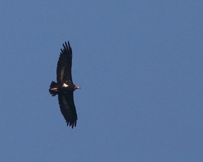 Red-headed Vulture - ML611892910