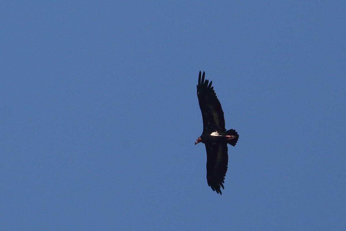 Red-headed Vulture - ML611892911