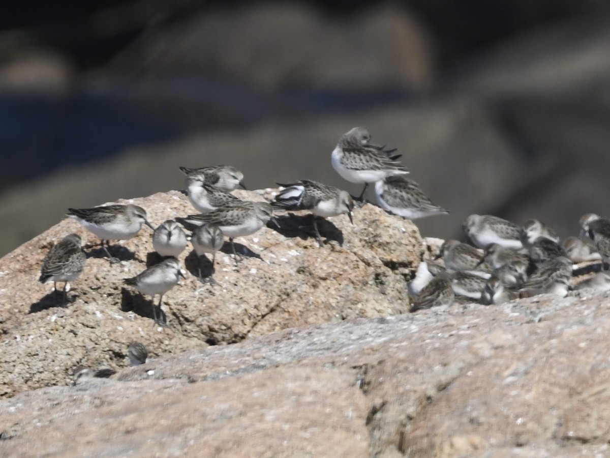 Semipalmated Sandpiper - ML611892964