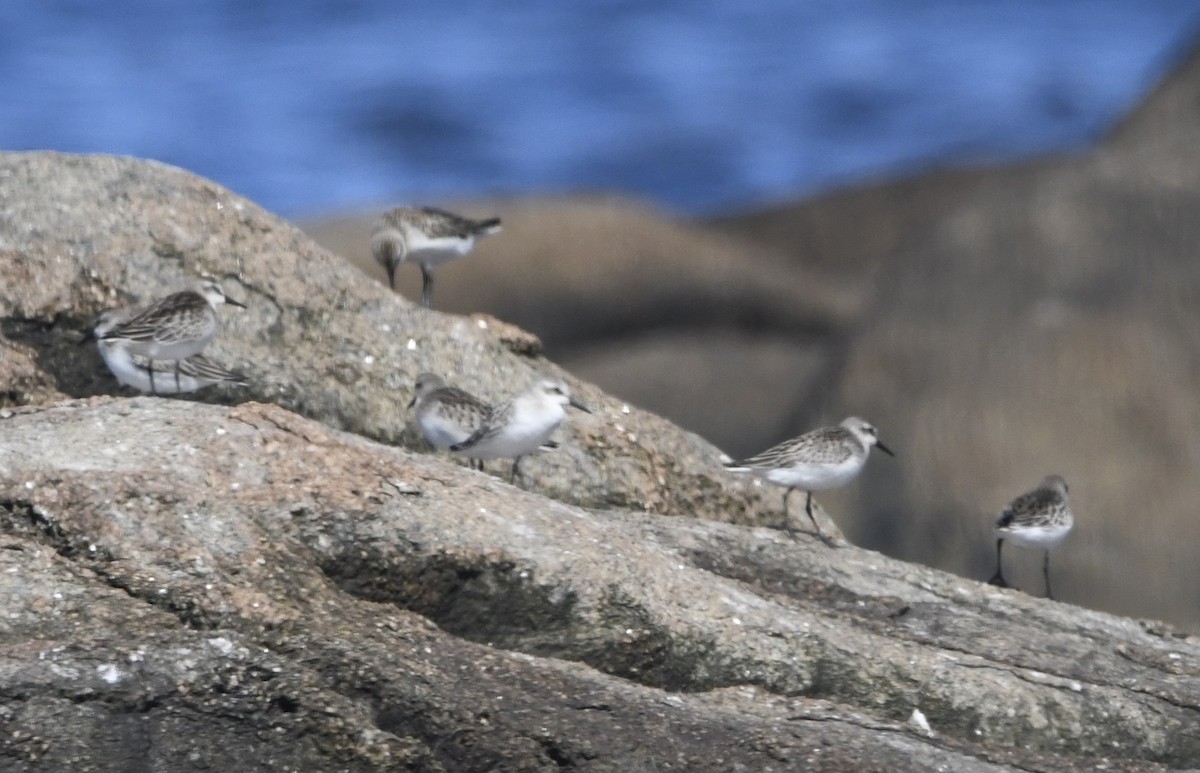 Semipalmated Sandpiper - ML611892966