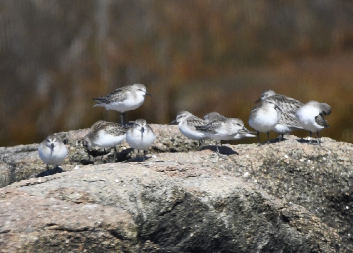 Semipalmated Sandpiper - ML611892970