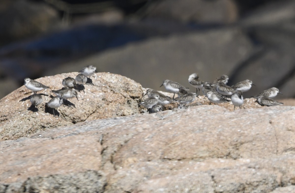Semipalmated Sandpiper - ML611892973