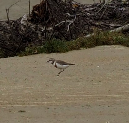 Double-banded Plover - ML611893019