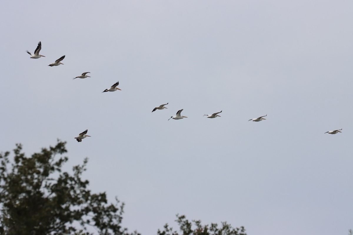 American White Pelican - ML611893040