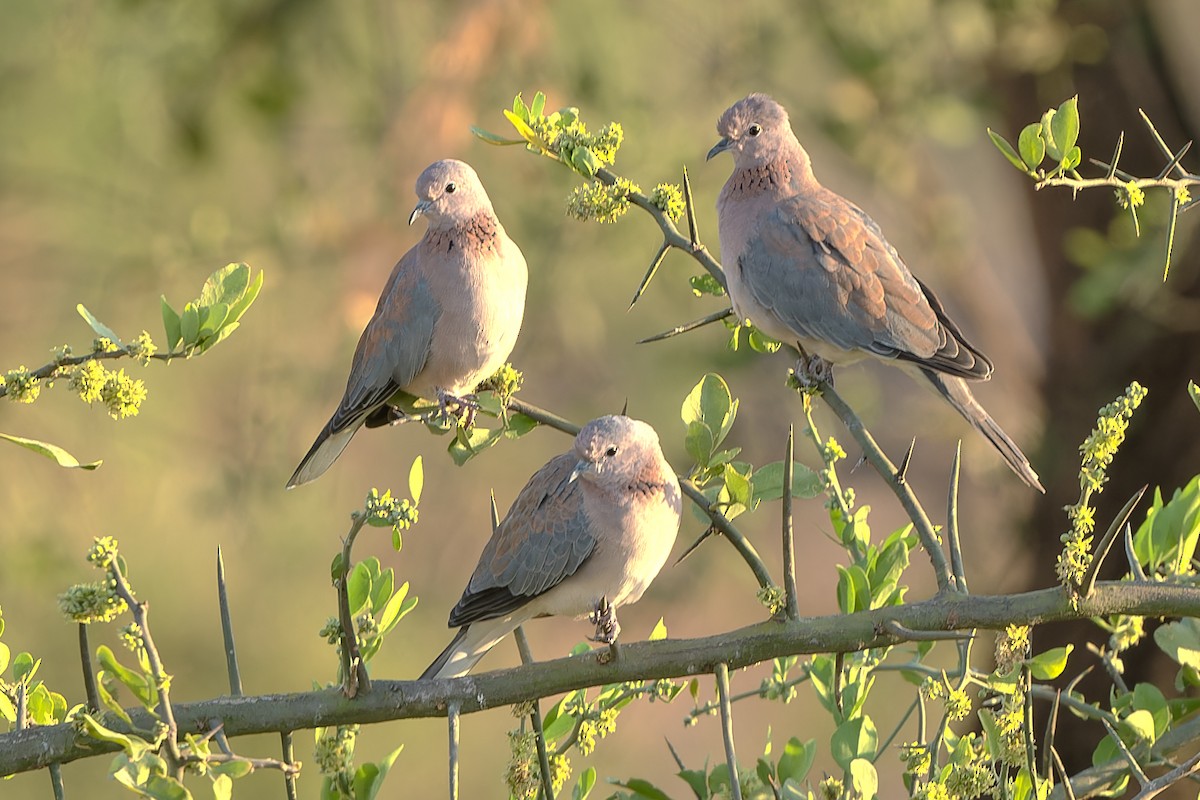 Laughing Dove - ML611893074
