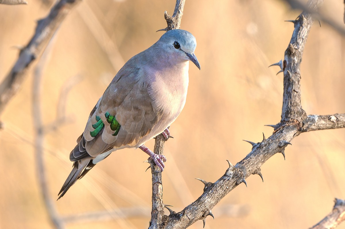 Emerald-spotted Wood-Dove - ML611893258