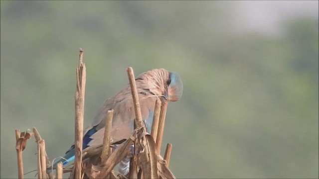 Indian Roller - ML611893325