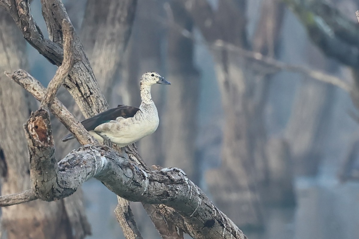 Knob-billed Duck - ML611893374