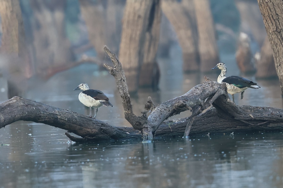 Knob-billed Duck - Nitin Srinivasa Murthy