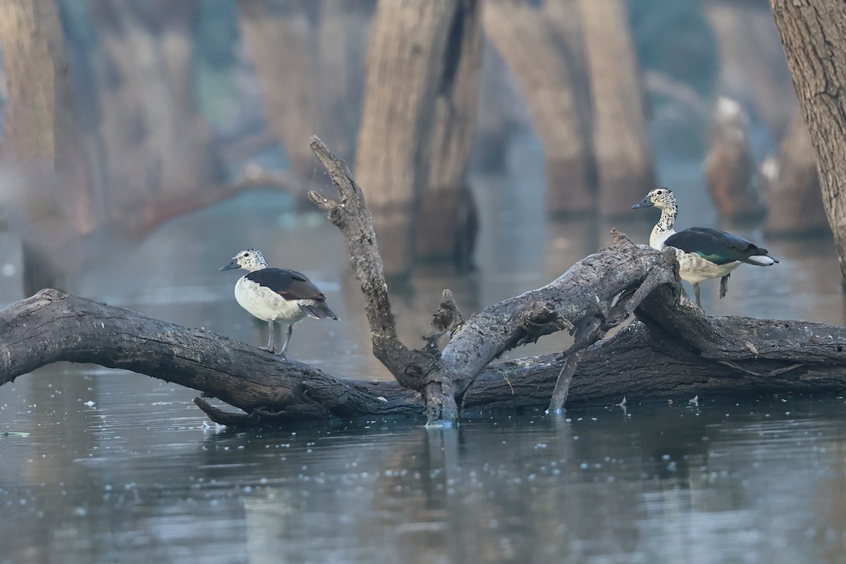 Knob-billed Duck - ML611893375