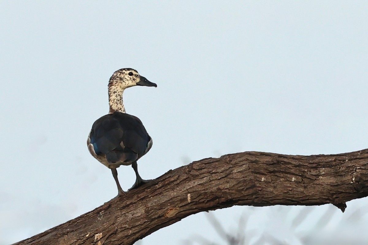 Knob-billed Duck - Nitin Srinivasa Murthy