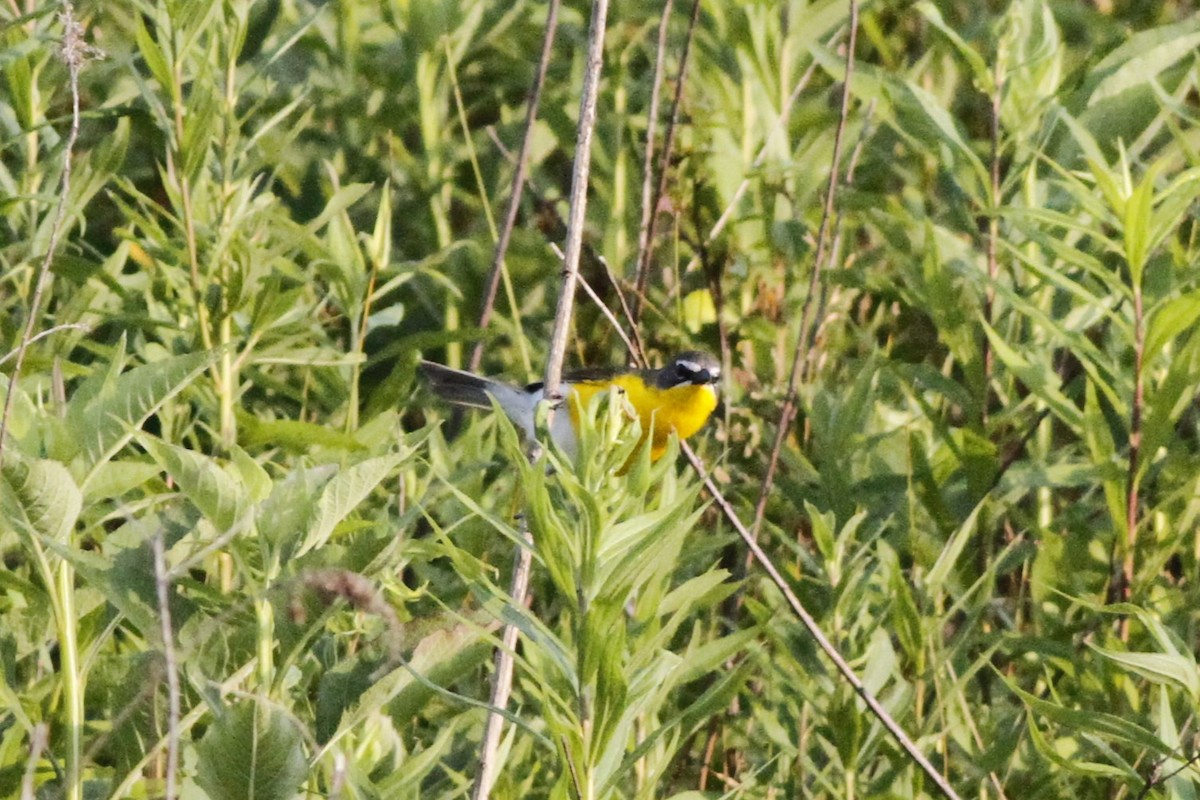 Yellow-breasted Chat - ML611893398