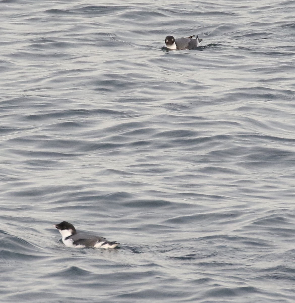 Ancient Murrelet - Glen Chapman