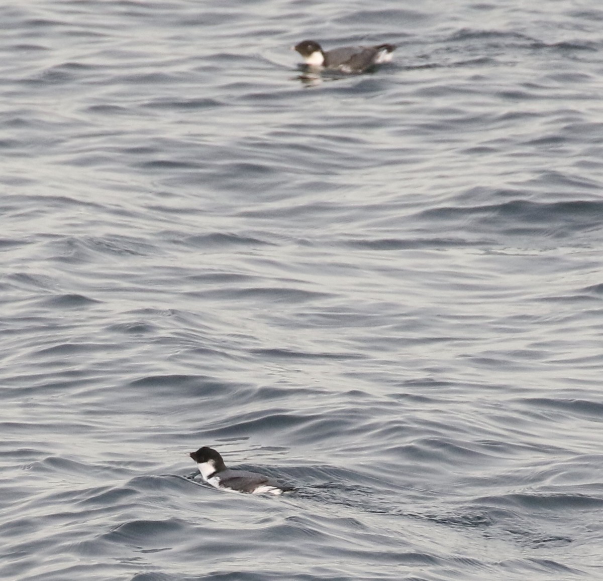 Guillemot à cou blanc - ML611893466