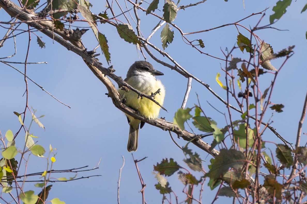 eBird Checklist - 4 Dec 2023 - Griffith Park--Wilson & Harding Golf ...