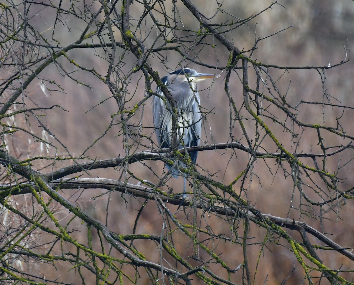 Great Blue Heron - ML611893612