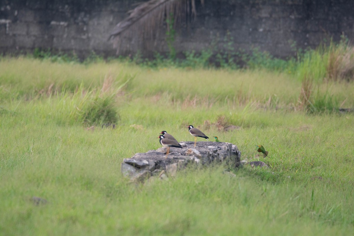 Red-wattled Lapwing - ML611893771