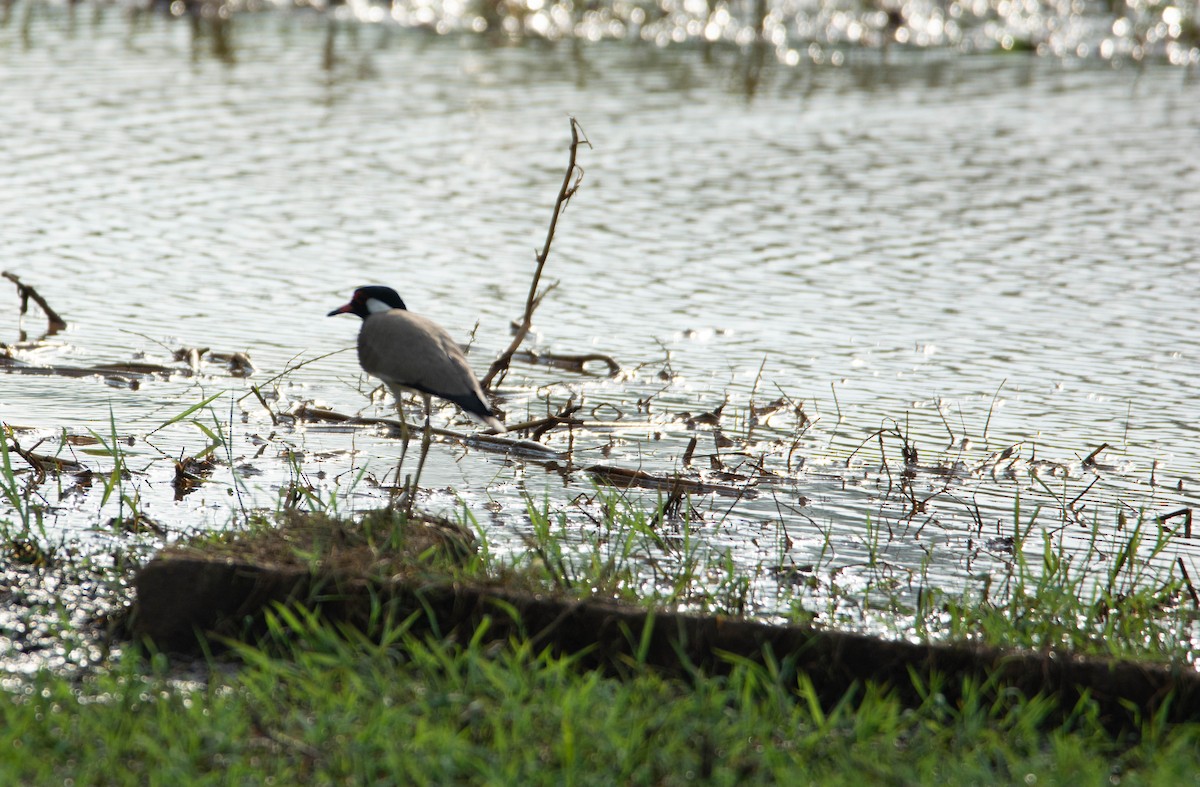 Red-wattled Lapwing - ML611893782