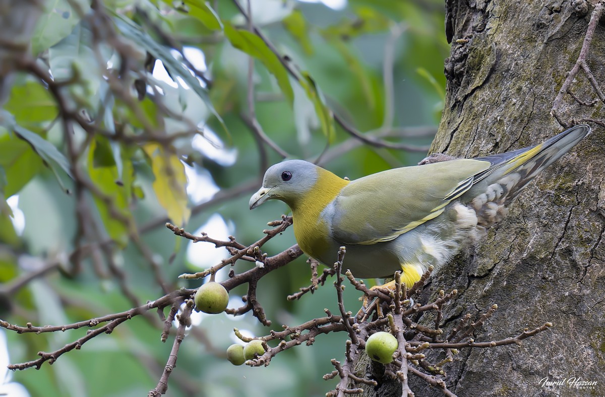 Yellow-footed Green-Pigeon - ML611893824