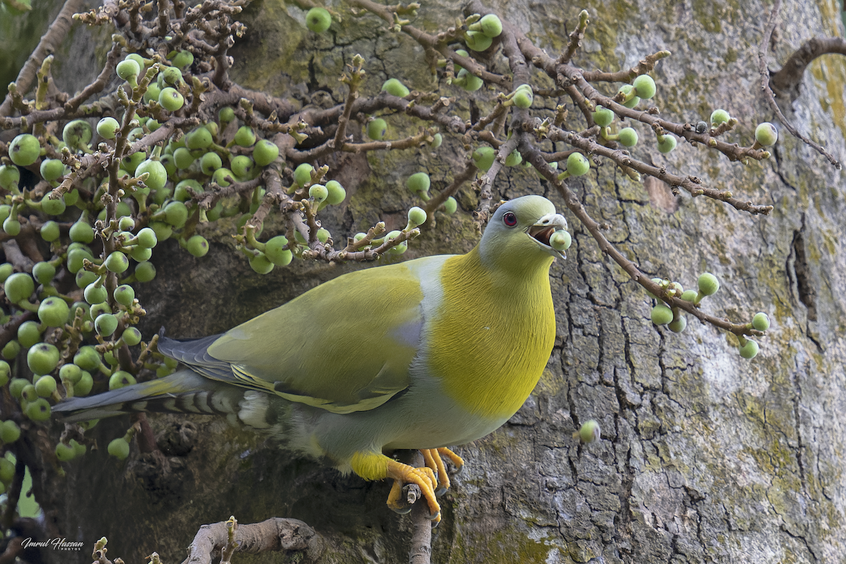 Yellow-footed Green-Pigeon - ML611893825