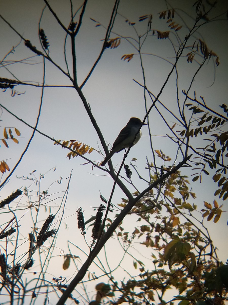 Ash-throated Flycatcher - ML611893916