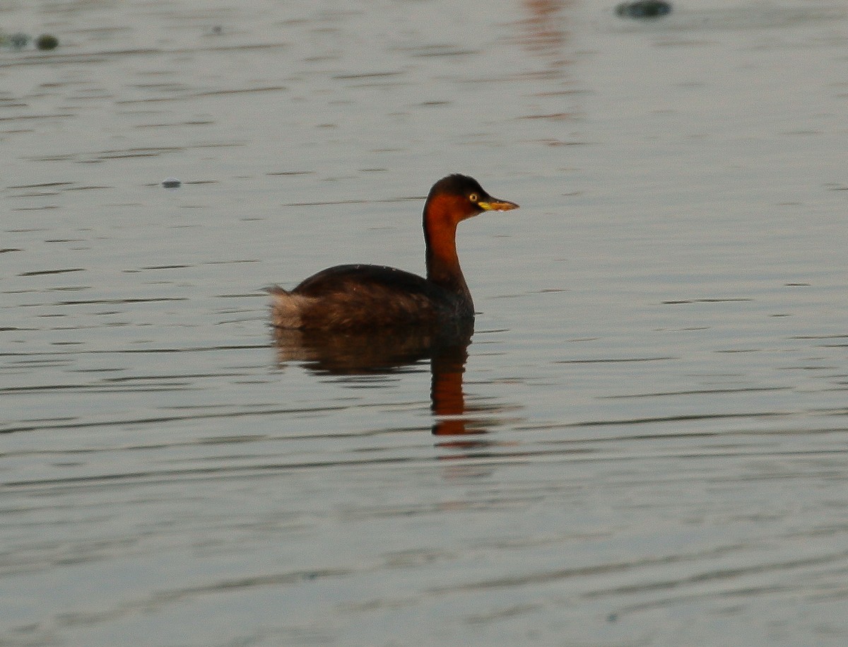 Little Grebe - ML611894052